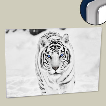 White Tiger with Blue Eyes, High-Resolution Poster Printed on HD Metal Panel