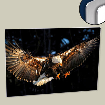 The Flying Eagle, High-Resolution Image, Printed on  HD Metal Panel