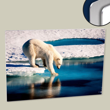 Polar bear at the Arctic - Image by NASA - Digitally Enhanced Poster Printed on HD Metal Panel