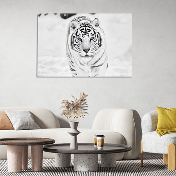 White Tiger with Blue Eyes, High-Resolution Poster Printed on HD Metal Panel